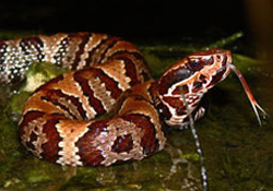 Cottonmouth Snake