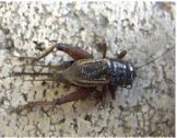 Field Cricket