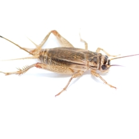 House Cricket