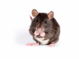 Rat Mouse