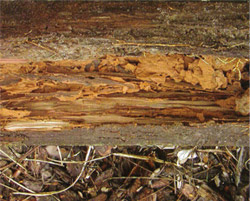 Termite Damage